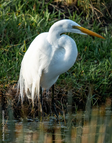 Obraz Great White Egret