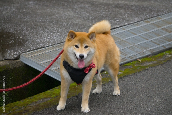 Obraz 散歩中の柴犬