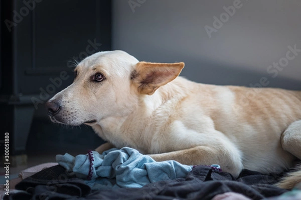 Fototapeta Timid white dog looking scared