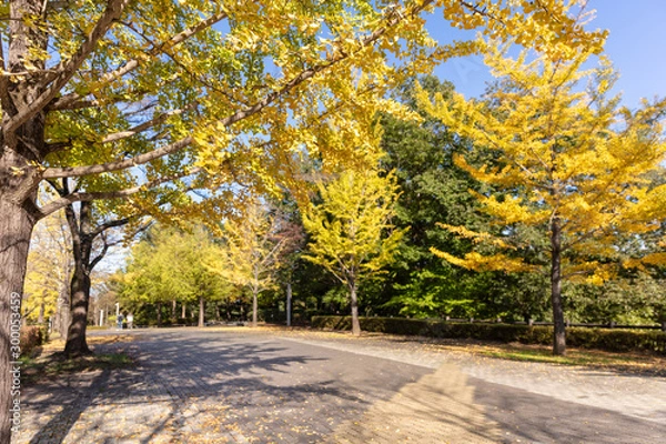 Fototapeta 秩父ミューズパークの紅葉