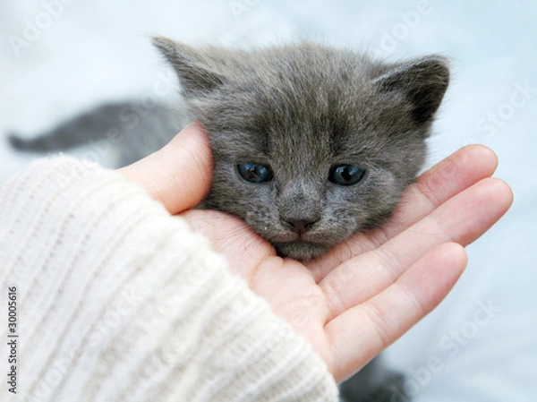 Obraz Gray kitten in her hand