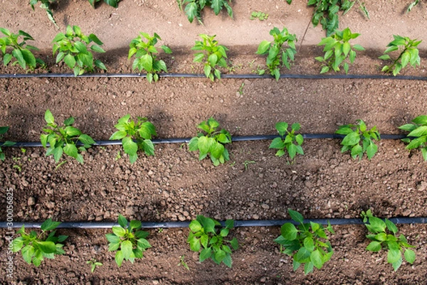 Fototapeta Close up of organic pepper plants and drip irrigation system in a greenhouse - selective focus
