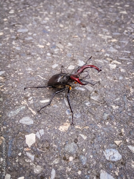 Obraz Big Beetle in a road