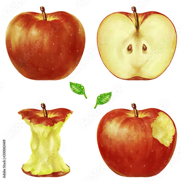 Obraz 水彩風の林檎のイラスト