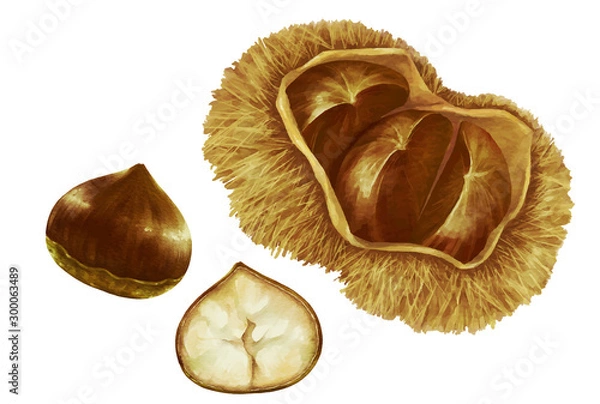Obraz 水彩風の栗と毬栗のイラスト