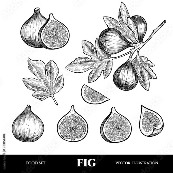 Fototapeta Wektor Fig. Ręcznie narysowany szkic. Szkic wektorowy ilustracja żywności. Zabytkowy styl