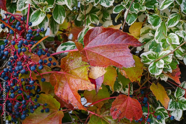 Fototapeta Herbstblätter