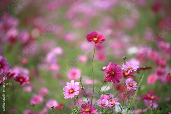 Fototapeta 日本に咲いているコスモス