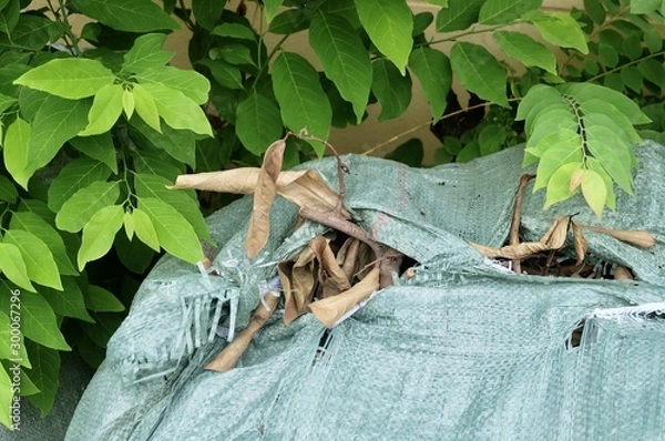 Fototapeta Dried Leaves in Garbage Bag or Bin Bag