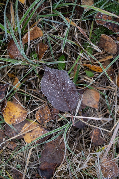 Fototapeta Background of autumn leaves in the frost to october or november