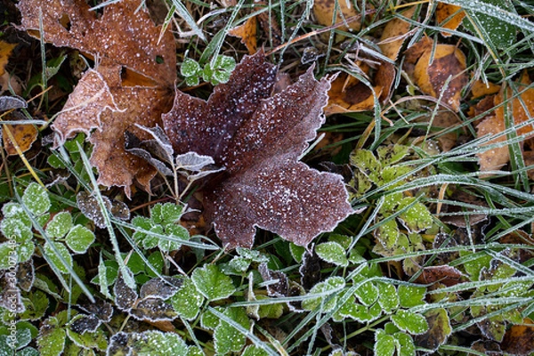 Fototapeta Background of autumn leaves in the frost to october or november