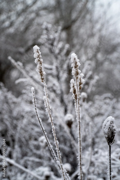 Fototapeta Close-Up of heavy snow on leaves and dry plan parts during winter time in Germany