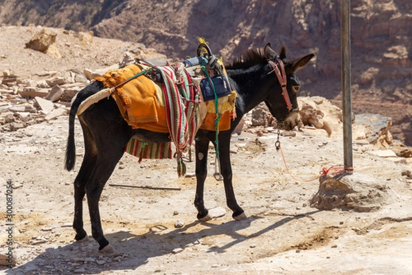 Fototapeta Bedouin donkey at Petra