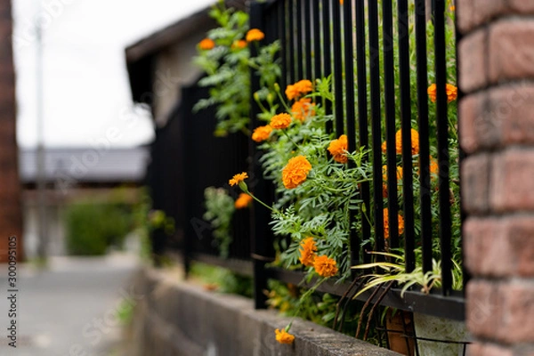 Fototapeta 写真素材: やきもの散歩道　常滑　コスモス