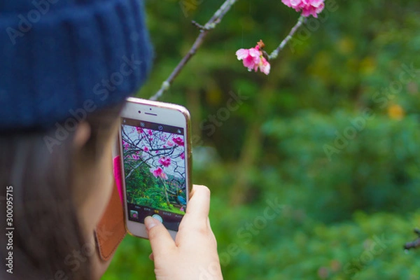 Obraz 桜　チェリーブロッサム