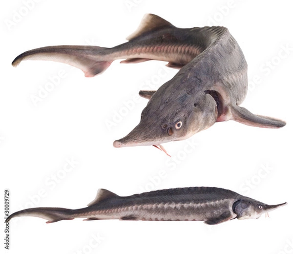 Obraz Fresh fish isolated on white