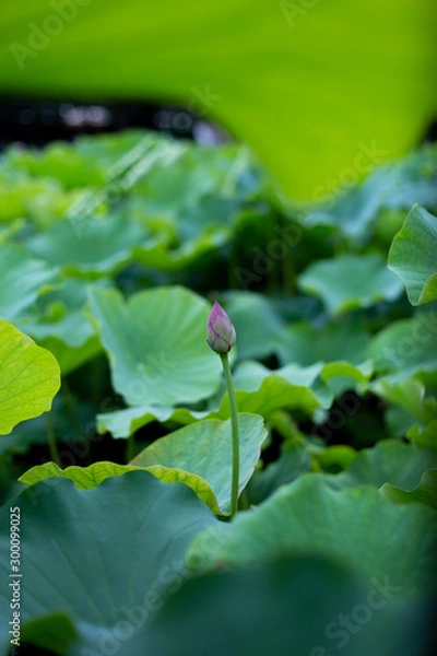 Obraz 蓮のつぼみ