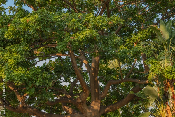 Obraz tree in forest