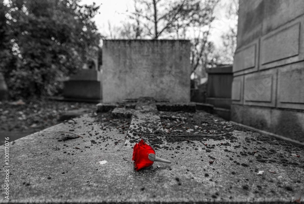 Obraz cemetery flower red