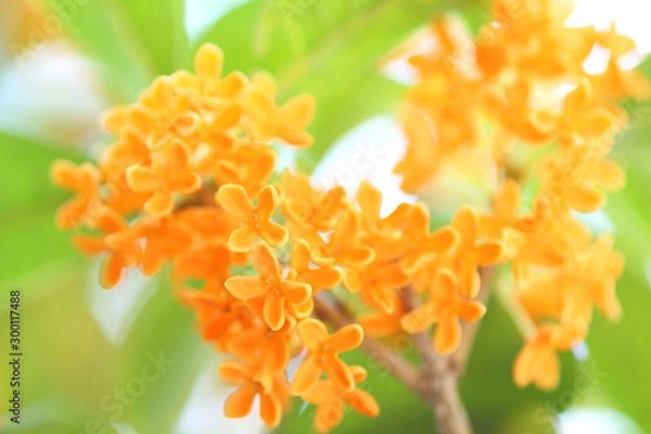 Obraz キンモクセイ  金色の花　