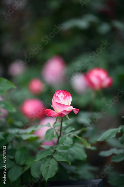 Fototapeta 荒牧バラ公園　薔薇