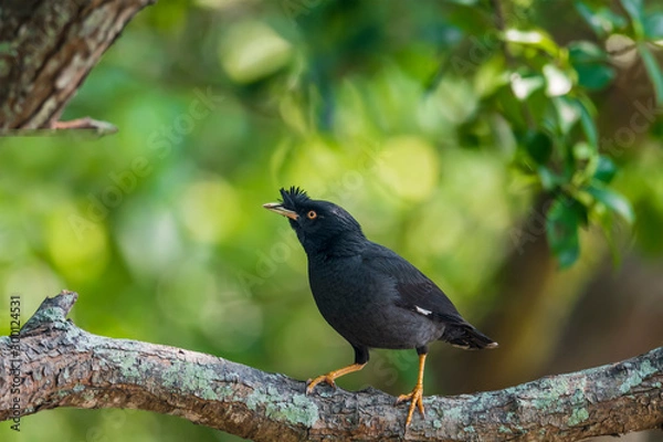Obraz Crested Myna (Formal Name: Acridotheres cristatellus)