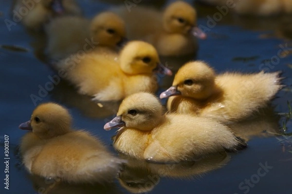Obraz ducklings