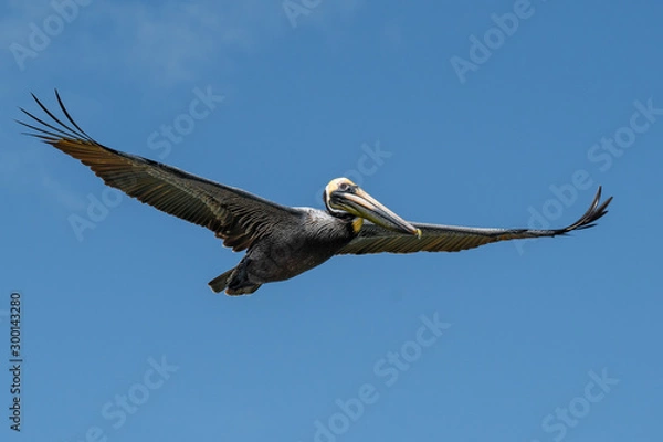 Obraz Pelican in flight