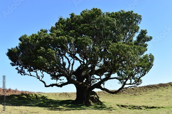 Fototapeta On the way to the hiking at the Fairy forest in Fanal with ancient laurel trees in Madeira, Portugal