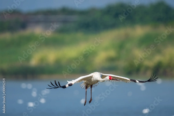 Obraz Siberian Crane in Mai Po Nature Reserve, Hong Kong (Formal Name: Grus leucogeranus)