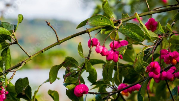 Fototapeta Herbststimmung