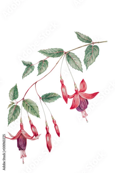 Fototapeta Isolated realistic Fuchsia flowers botanical colored pencil drawing on white background 