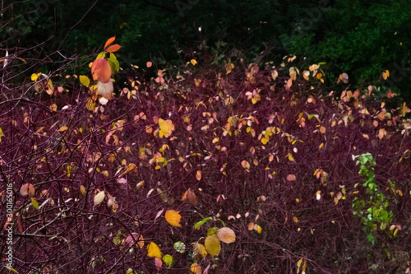 Obraz nice magenta bushes