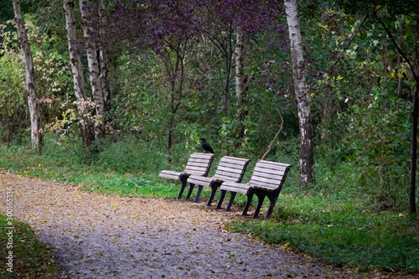 Obraz raven on a bench under pink flowers