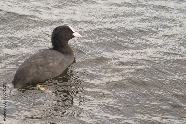 Obraz Coot in the water