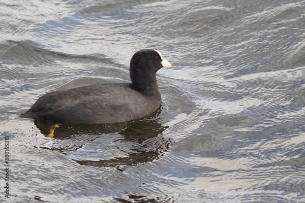 Obraz coot in the water