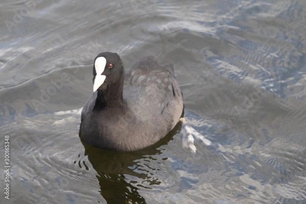 Obraz Coot in the water