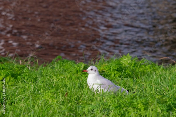 Obraz cute seagull