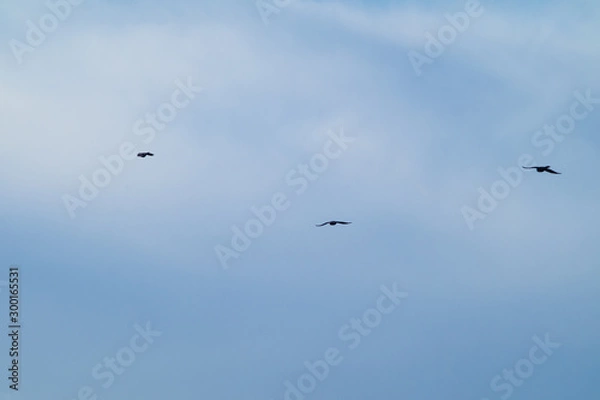 Obraz birds flying