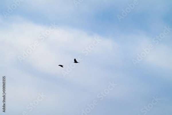 Obraz Birds flying 