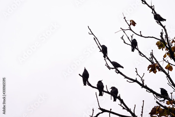 Obraz Ravens sitting on branches 