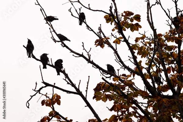 Obraz Ravens sitting on branches 