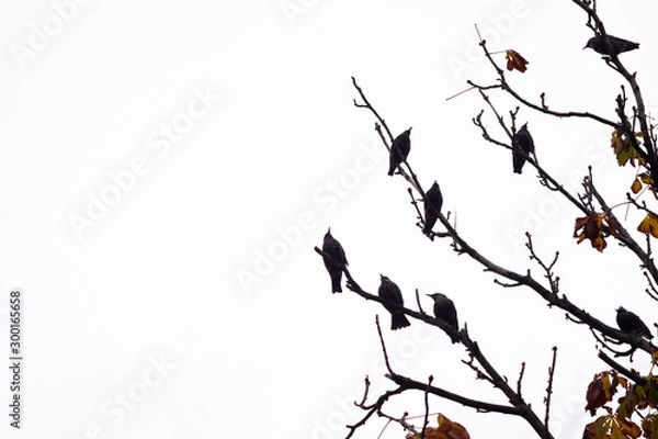 Obraz Ravens sitting on branches 