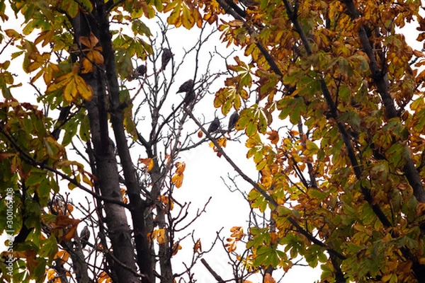 Obraz Ravens sitting on branches 