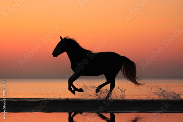 Fototapeta Purebred andalusian horse natural sunset silhouette running on the beach shore. 