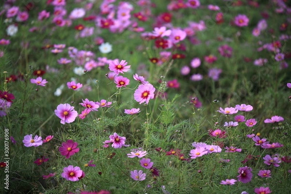 Fototapeta 日本に咲いているコスモス