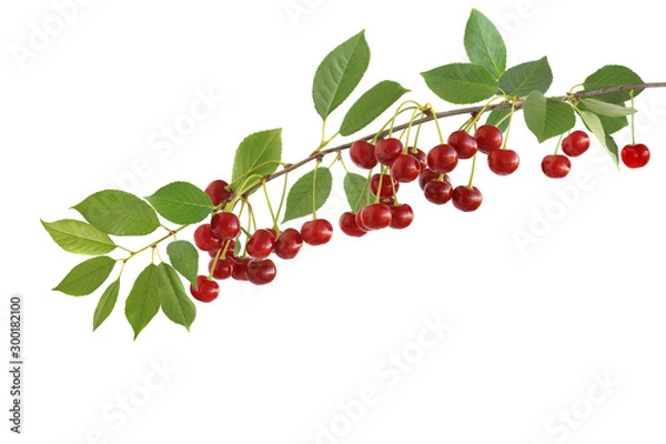 Fototapeta The branch of tasty sour cherries isolated on a white background