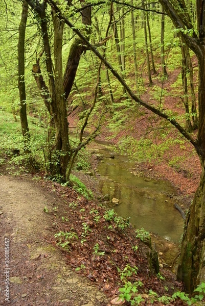 Obraz Forest path beside a stream in Hungary, Mecsek, Obanya