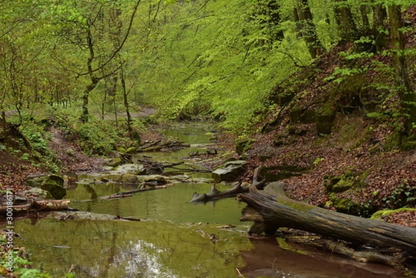 Fototapeta Forest path beside a stream in Hungary, Mecsek, Obanya