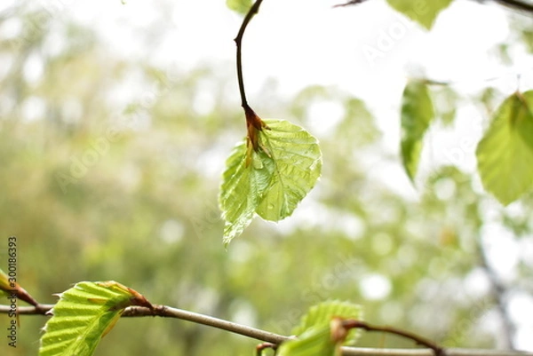 Obraz Beech leaves after the rain